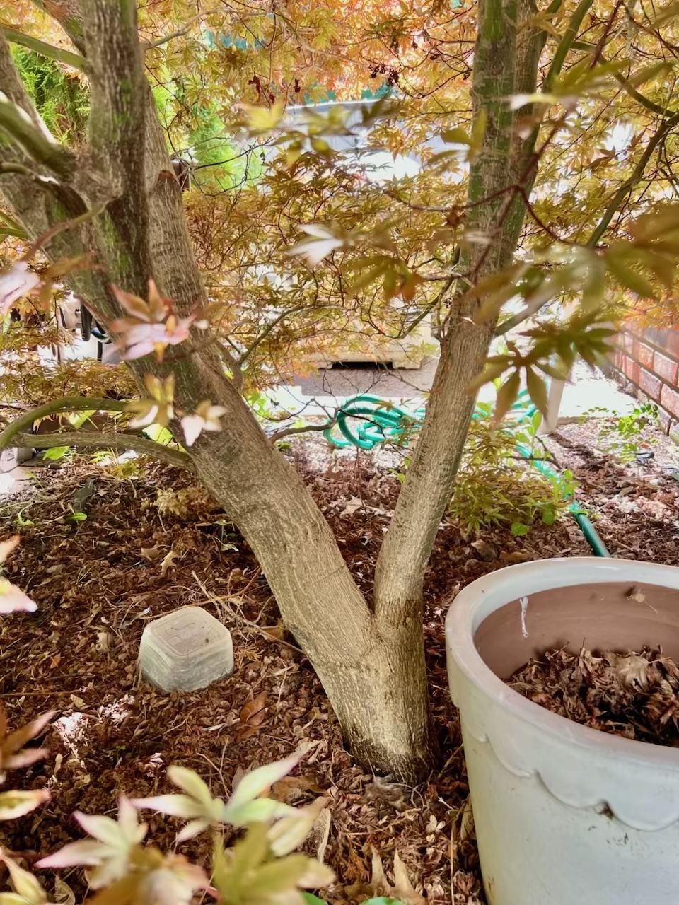 Remi Tree RE-TREE