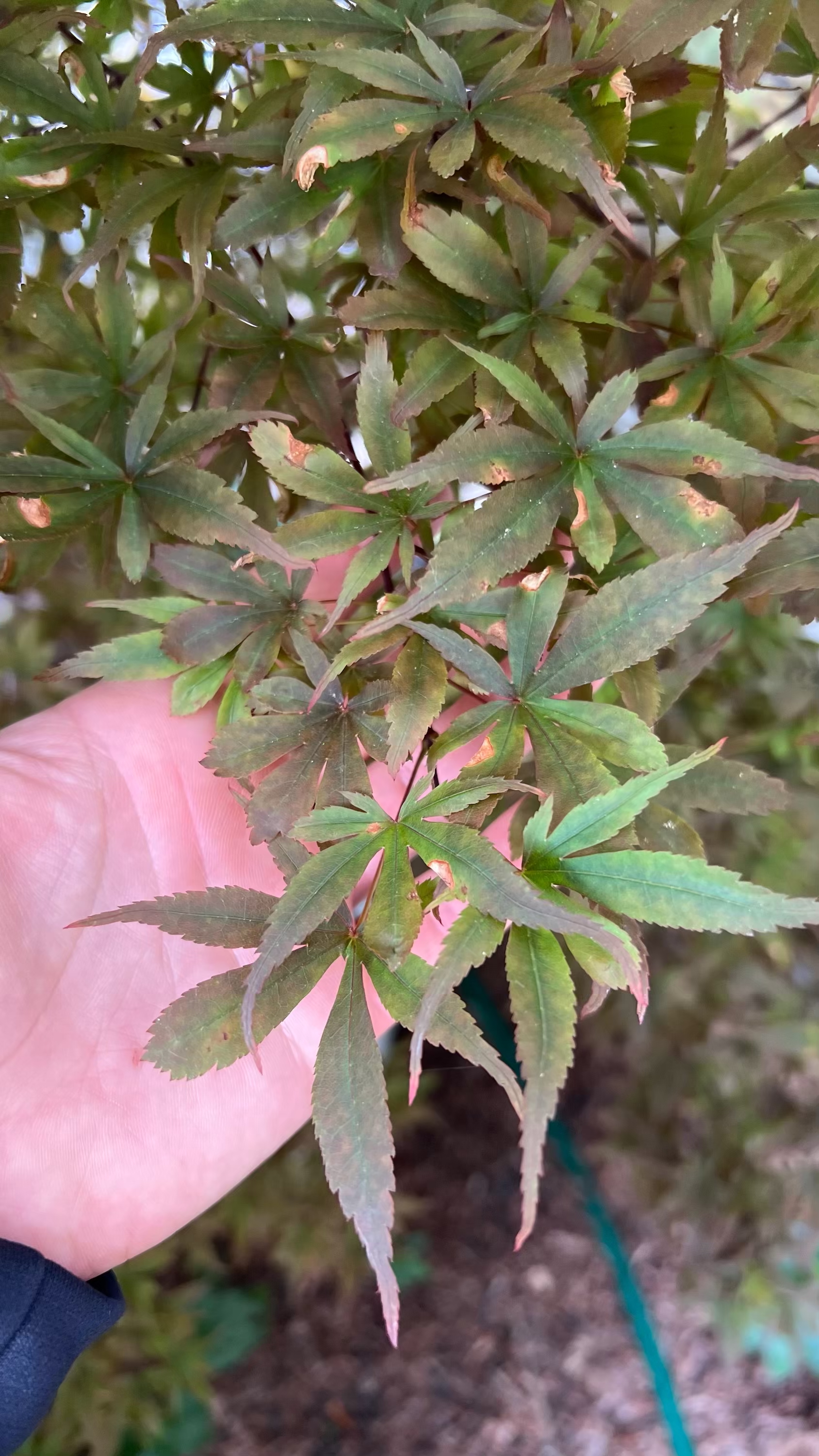 RE-TREE