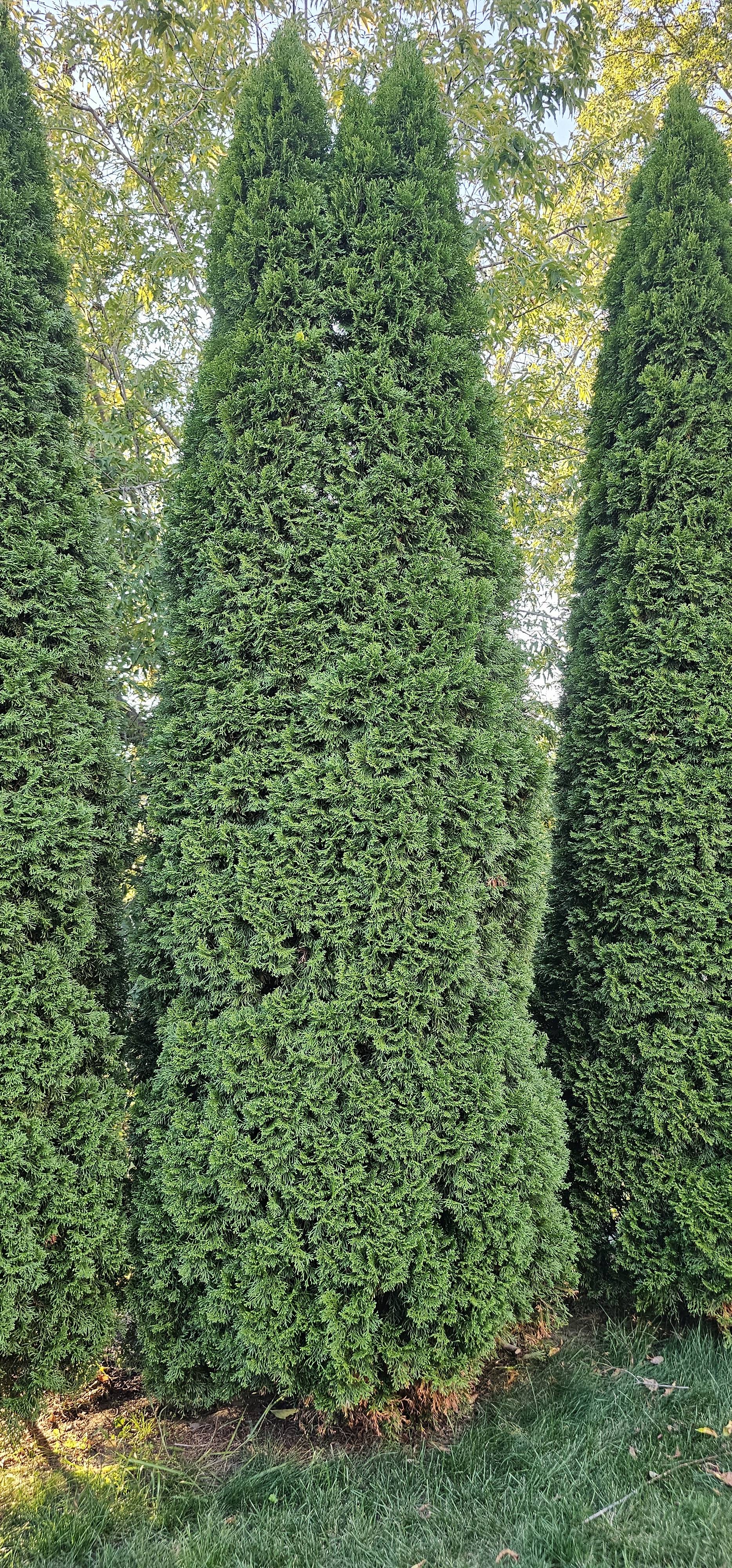 RE-TREE