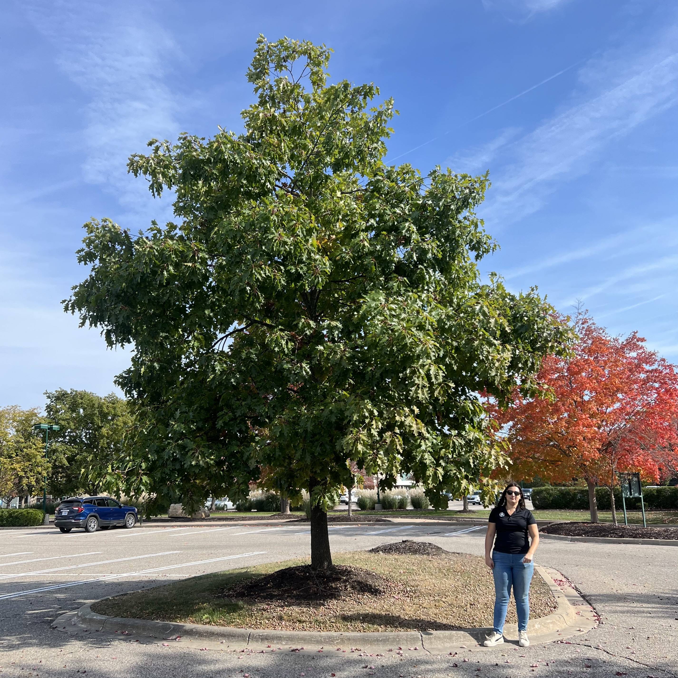 RE-TREE